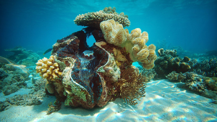 Giant clam shell, Great Barrier Reef Australia
