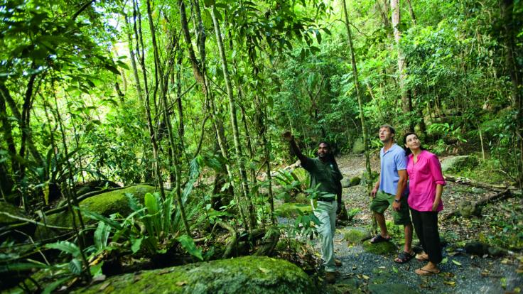 Cairns half day rainforest tour