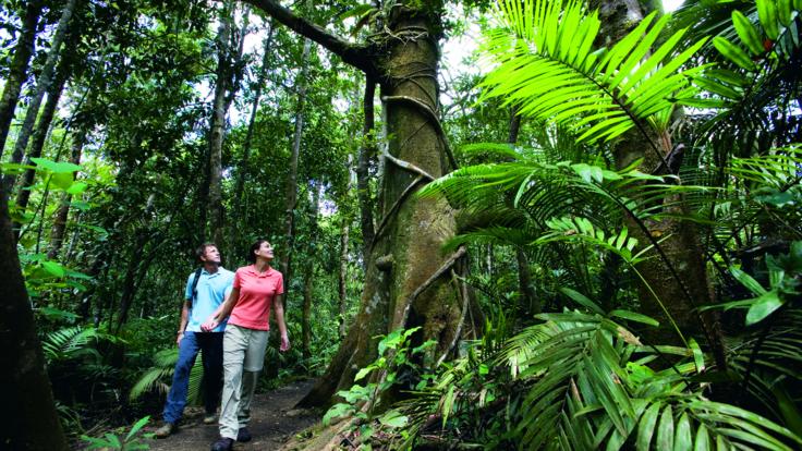 Daintree Rainforest Tours, Amazing trees and wildlife