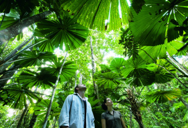 World Heritage rainforests, Daintree