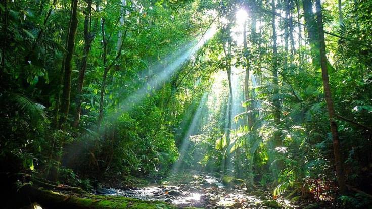 Discover the magical Daintree Rainforest