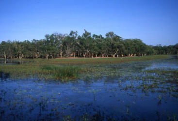 Billabong wetlands on our Cape York tour in Queensland, Australia