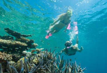 Cairns Dive Tours - Snorkel with the Sea life and Coral on the Great Barrier Reef in Australia