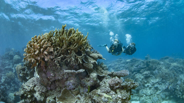 Superyacht Charters Port Douglas - Ribbon Reefs - Scuba Divers - TEQ 