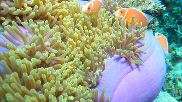 Soft Corals & Reef Fish