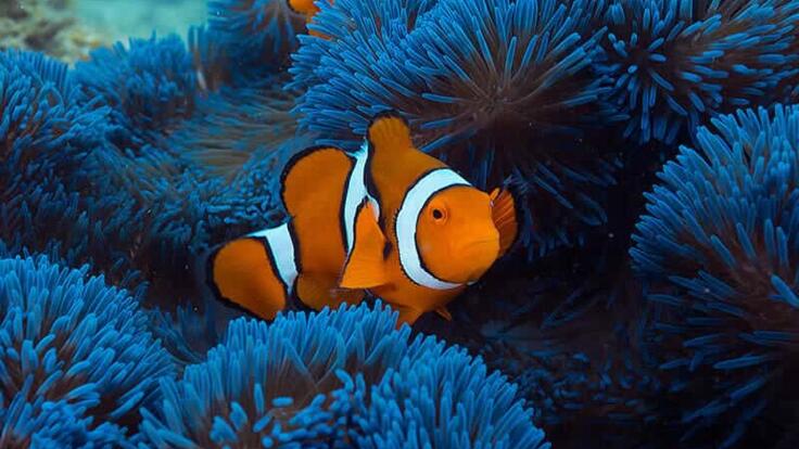 Cairns Island Tours - Nemo in a Sea Anemone