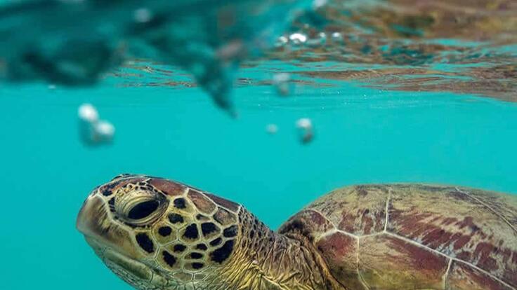 Cairns Island Tours - Swim With Turtles