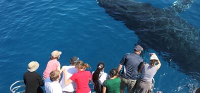 360 degree whale viewing on all 3 levels plus a water level viewing area - Hervey Bay Whale Watching Tour