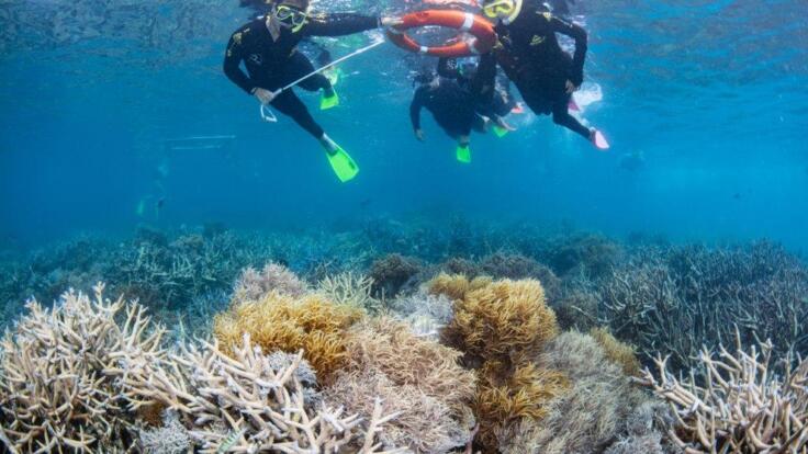 Great Barrier Reef Tours Cairns  - Take an optional guided snorkel tour during your Reef day tour.