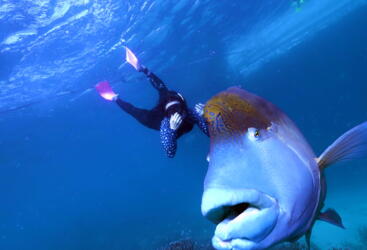 Great Barrier Reef Tours - Snorkel Tour with Wally in Cairns