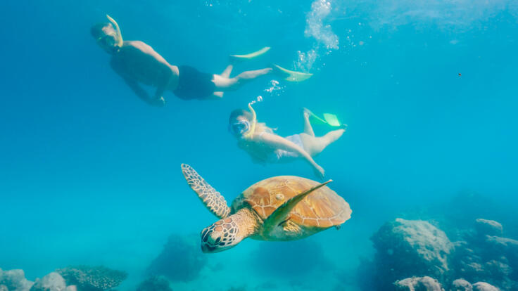 Greeb Island Snorkel With Turtles