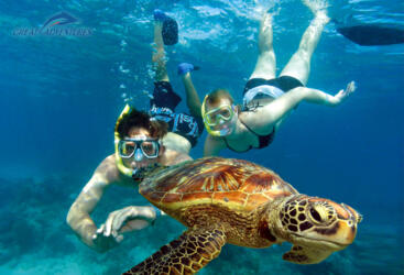 Green Island Tours - Swimming with turtles, Green Island. Great Barrier Reef