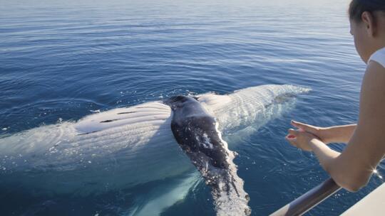 Half Day Whale Watching Tours Hervey Bay 