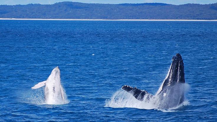 Hervey Bay Whale Watching Half Day Tour - Mother and Calf breaching
