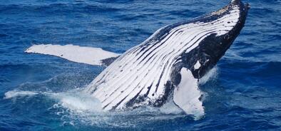 Whale breaching in waters on the Great Barrier Reef