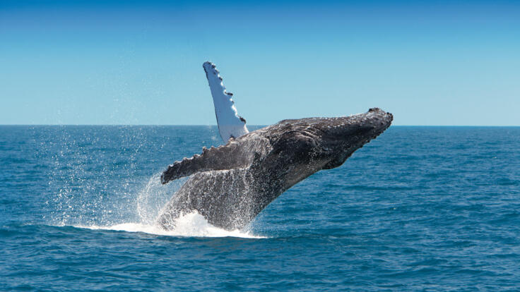 Whitsunday Yacht Charter - See Whales in the Whitsundays 