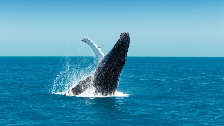 Whitsunday Yacht Charters - See Whales in the Whitsundays