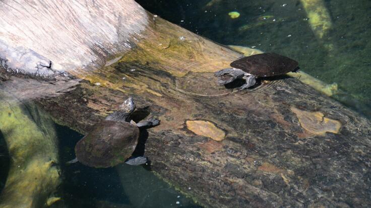 Cairns Rainforest Tours - Volcano Craters - Turtles in the Sun