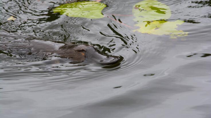 Cairns Rainforest Tours - See Platypus in the wild on our Cairns Private Wildlife Tours