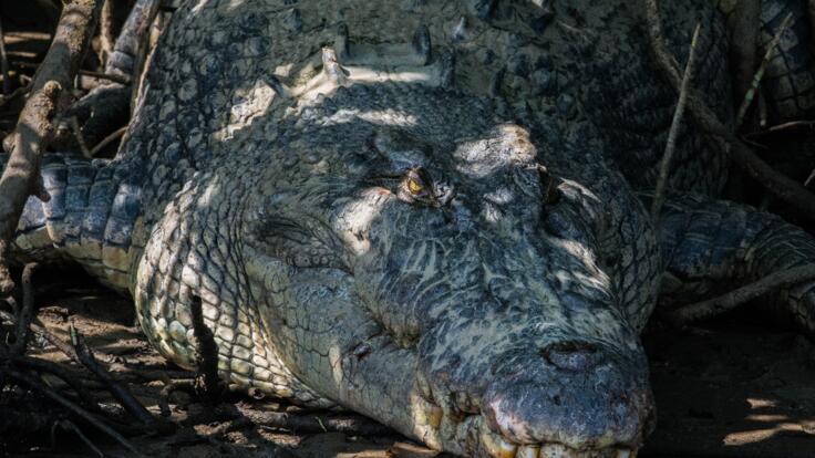 Daintree Rainforest Tours - Wildlife - Crocodiles