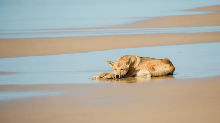 Wild Dingo | K'Gari Island Day Tour