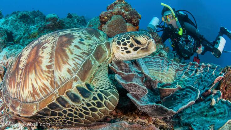 Liveaboard Dive Trips Cairns - Swim with turtles