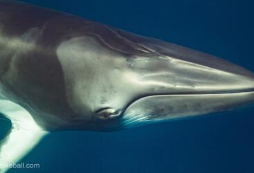 Minke Whale Snorkel & Dive Tours, Great Barrier Reef
