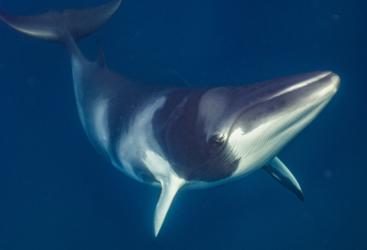 Swim With Minke Whales | 3,4 or 7 Night Expedition On The Great Barrier Reef