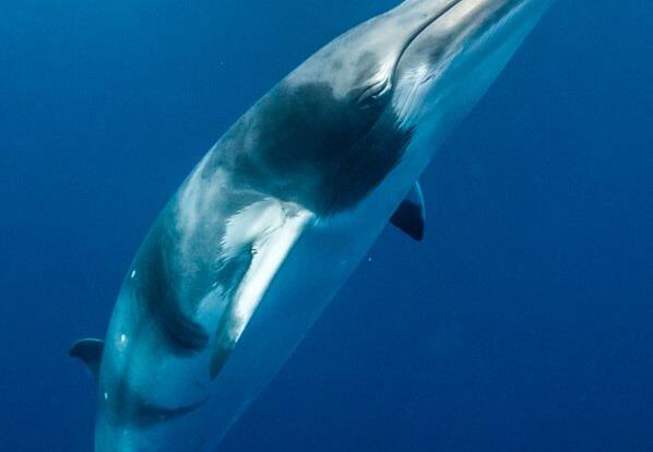 Swim With Minke Whales On The Great Barrier Reef | 3,4 or 7 Night Expedition
