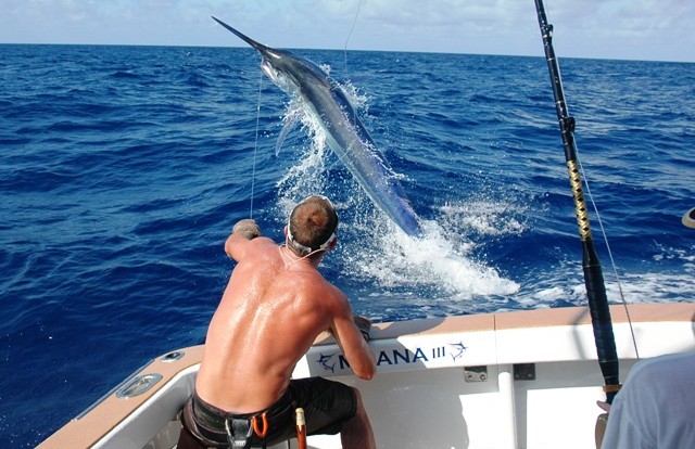 Catch a Marlin on the Great Barrier Reef - Private Charter Boat Cairns