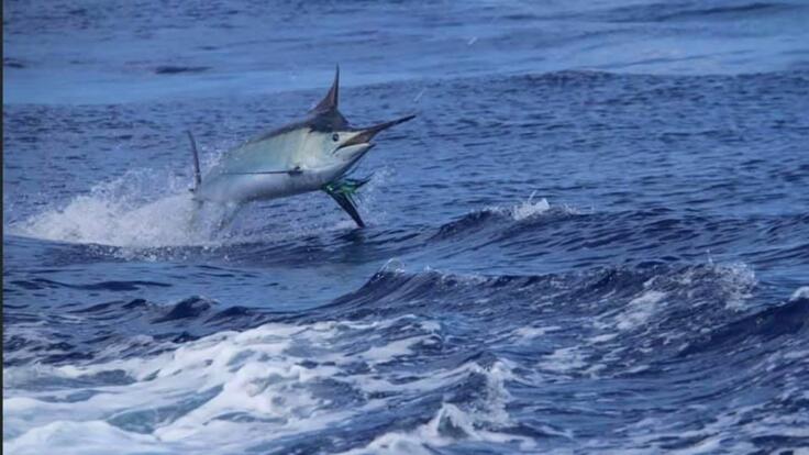 Marlin Fishing Cairns - Charter Boat Great Barrier Reef 