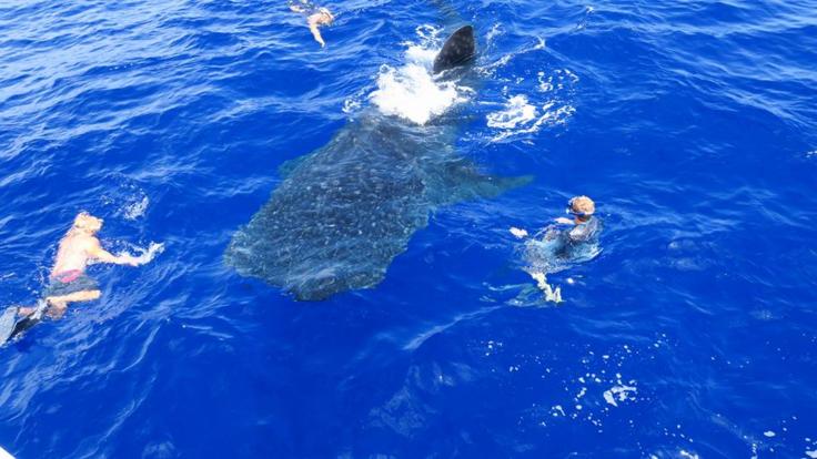 Swim with Whale Shark  Private Great Barrier Reef Boat Charter from Cairns