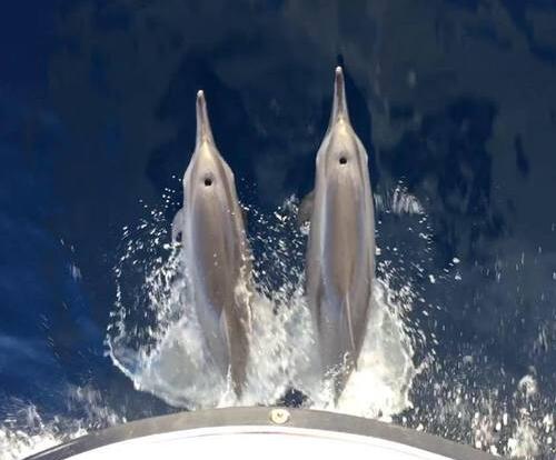 Charter Boat Port Douglas - Dolphins Riding the Bow