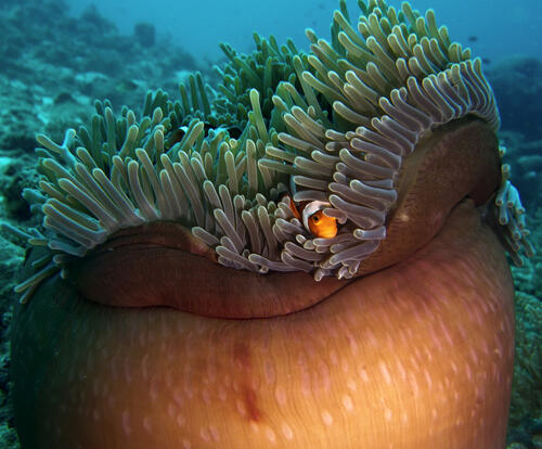 Private Charter Dive Trips from Port Douglas - Find Nemo