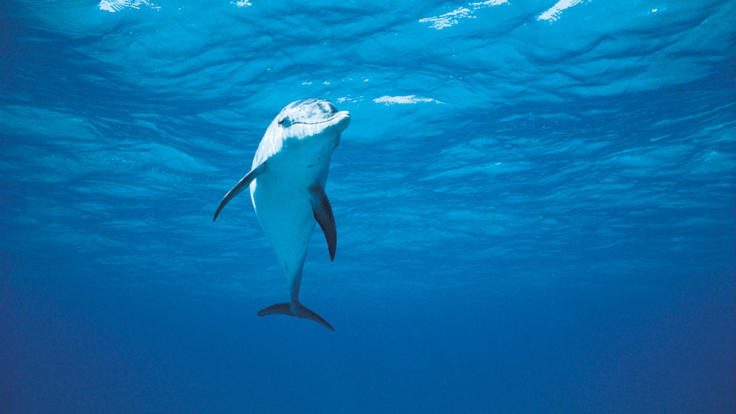 See Dolphins on the Great Barrier Reef in Australia