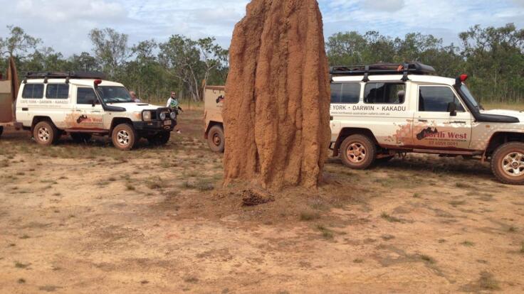 Cape York Tours - Termite Mounds - The Tour Specialists