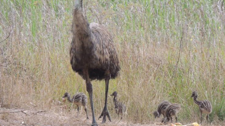 See native Australian animals like emus on our 4WD Cape York tours