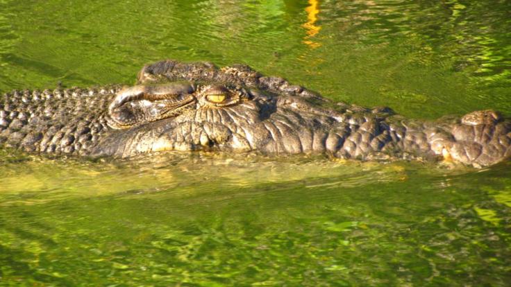Cape York Tours | Optional Crocodile Spotting Cruise