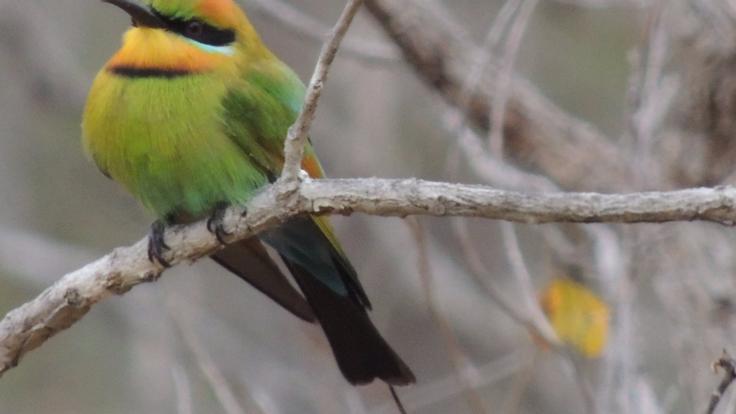Cape York Tours | Rainbow Bee Eater | Tropical North Queensland Paradise for Bird Lovers | Extended & Exclusive 4WD Cape York Safaris