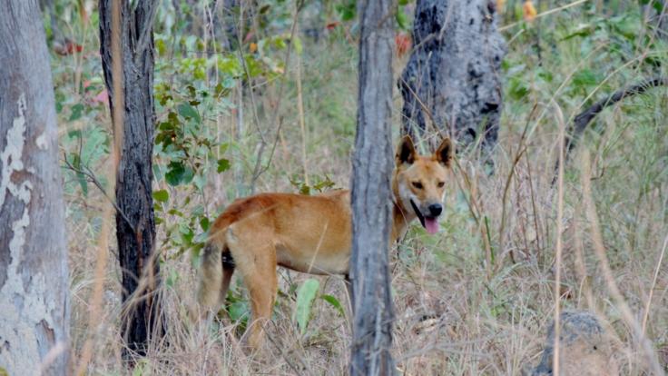 Discover Australian Wildlife | Wild Dingo | 11 Day 4WD Cape York Tour To North Australia