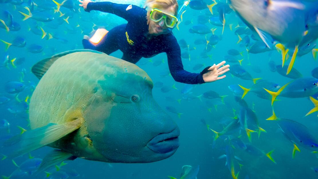 Snorkelling in the Whitsunday Islands - Great Barrier Reef - Australia 