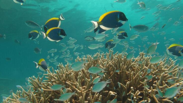 Cape Tribulation Reef Tours 