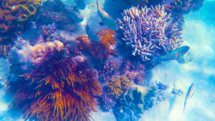 Cairns Reef Tours - Dive & Snorkel Tour Michaelmas Cay