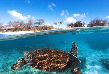 Lady Elliot Island Tours - Swim with turtles around Lady Elliot Island 