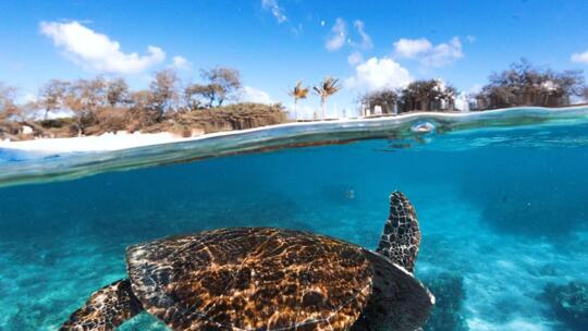 Lady Elliot Island Tours - Swim with turtles around Lady Elliot Island 