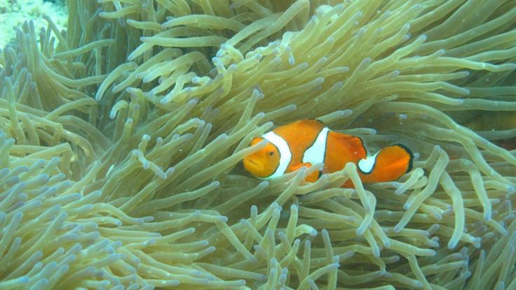 See Nemo in the Anemones - Great Barrier Reef