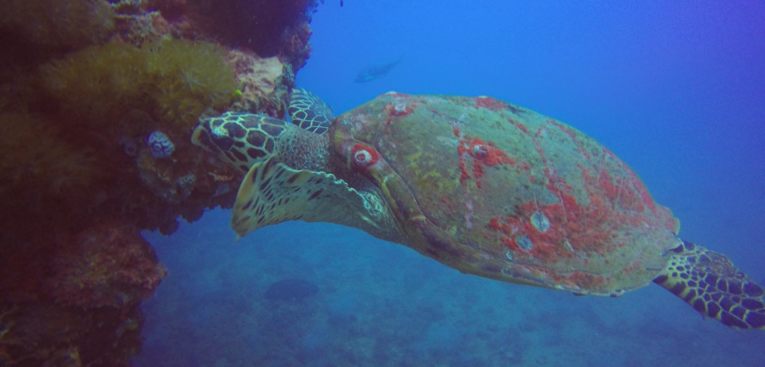 Things To Do Townsville - Turtle at the SS Yongala dive site