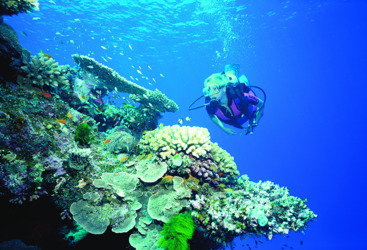 Dive Trips Cairns - Certified Dive on the Outer Great Barrier Reef in Australia