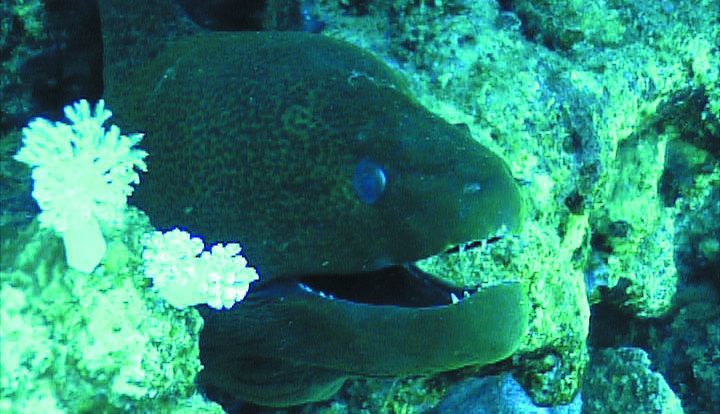 Dive Trips Cairns - Moray eel on the Great Barrier Reef