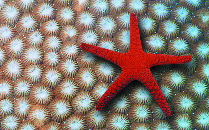 Cairns Dive Courses - Brilliant coloured Star fish